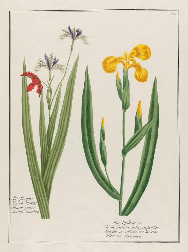 Petr Martynovich Gofman - Iris Silvestris … [and] Iris Pseudoacorus