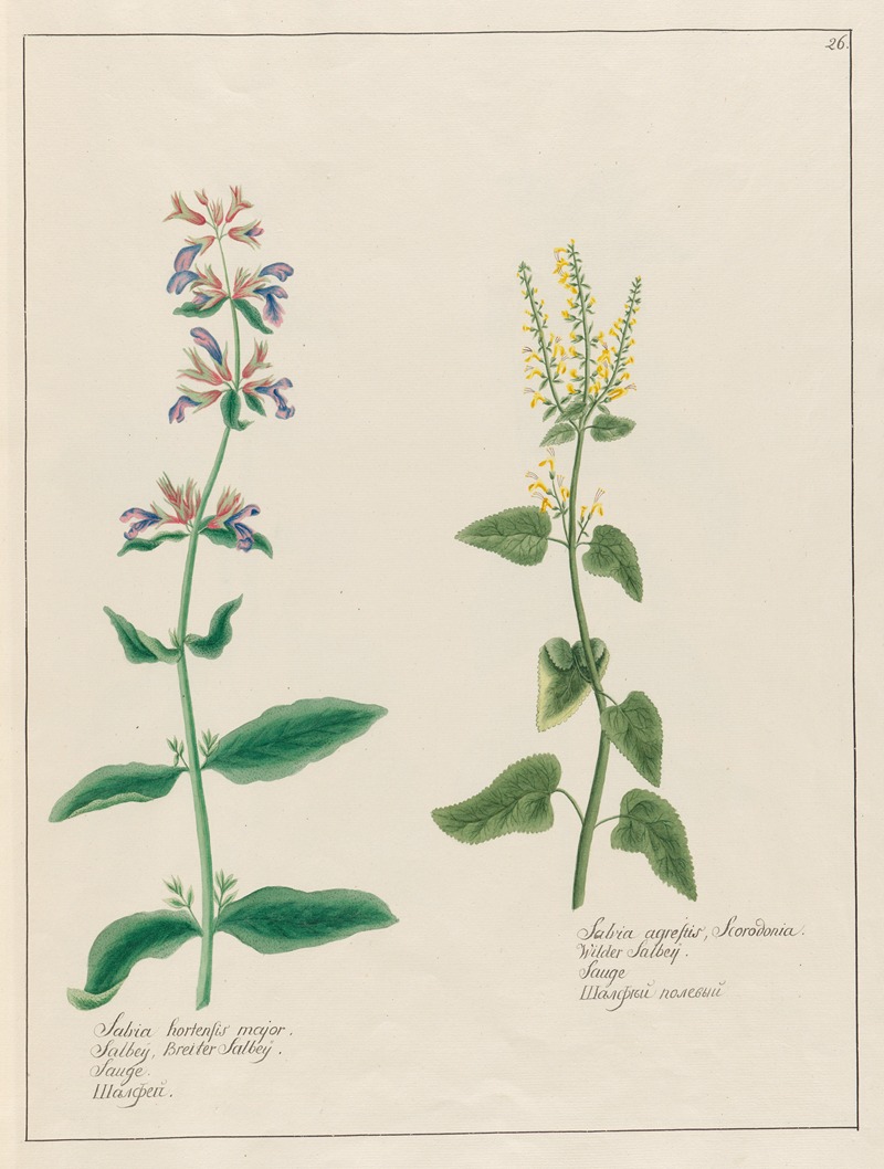 Petr Martynovich Gofman - Salvia hortensis major. … [and] Salvia agrestis