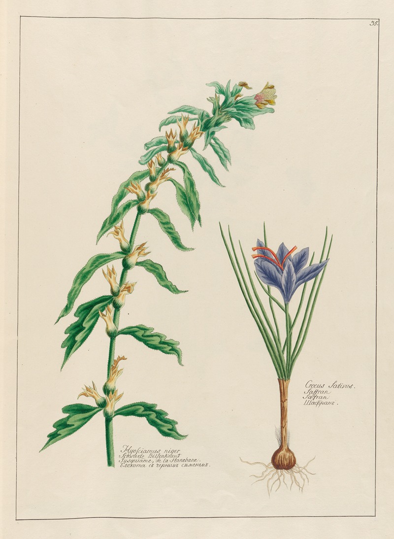 Petr Martynovich Gofman - Hyosciamus niger … [and] Crocus Sativus