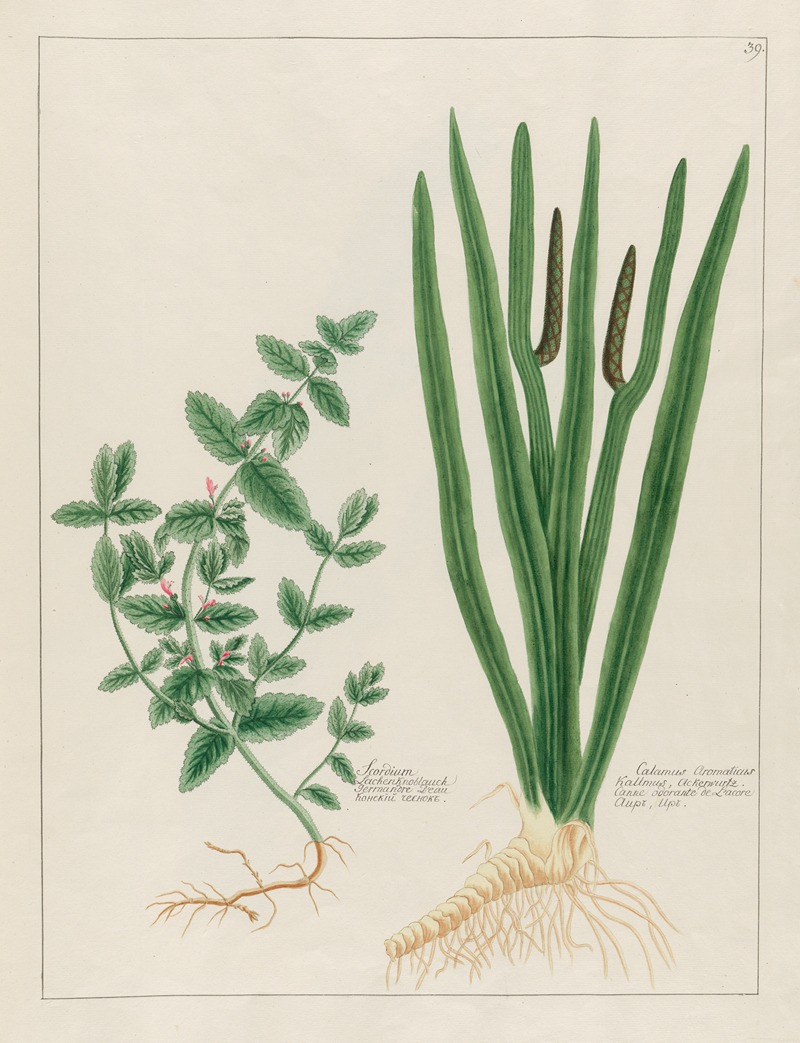 Petr Martynovich Gofman - Scordium … [and] Calamus Aromaticus