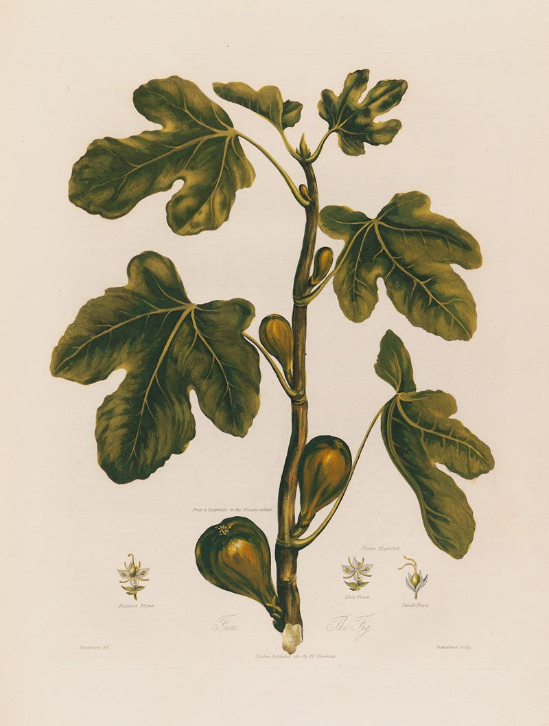 Robert John Thornton - 1. Ficus. The Fig.