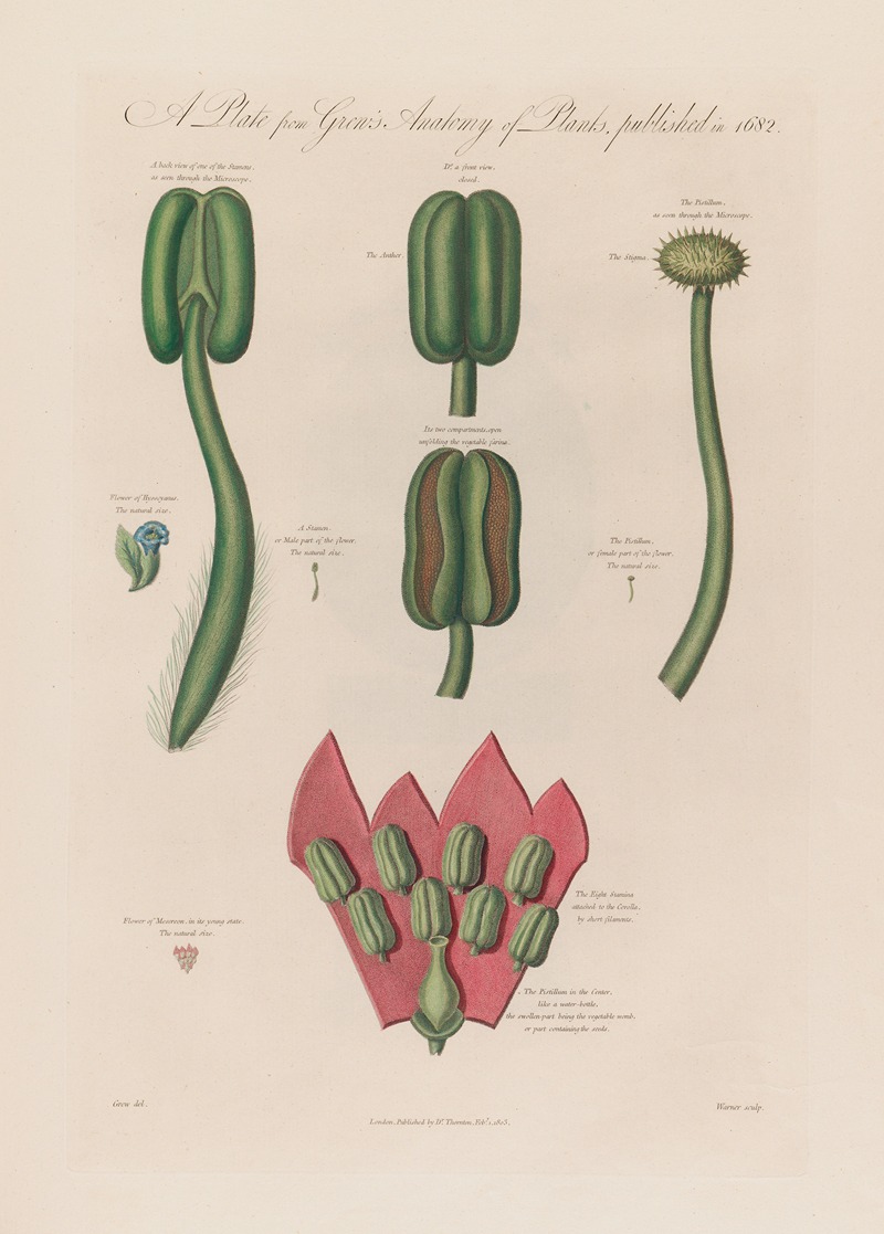 Robert John Thornton - Hyoscyanus and Mesereon