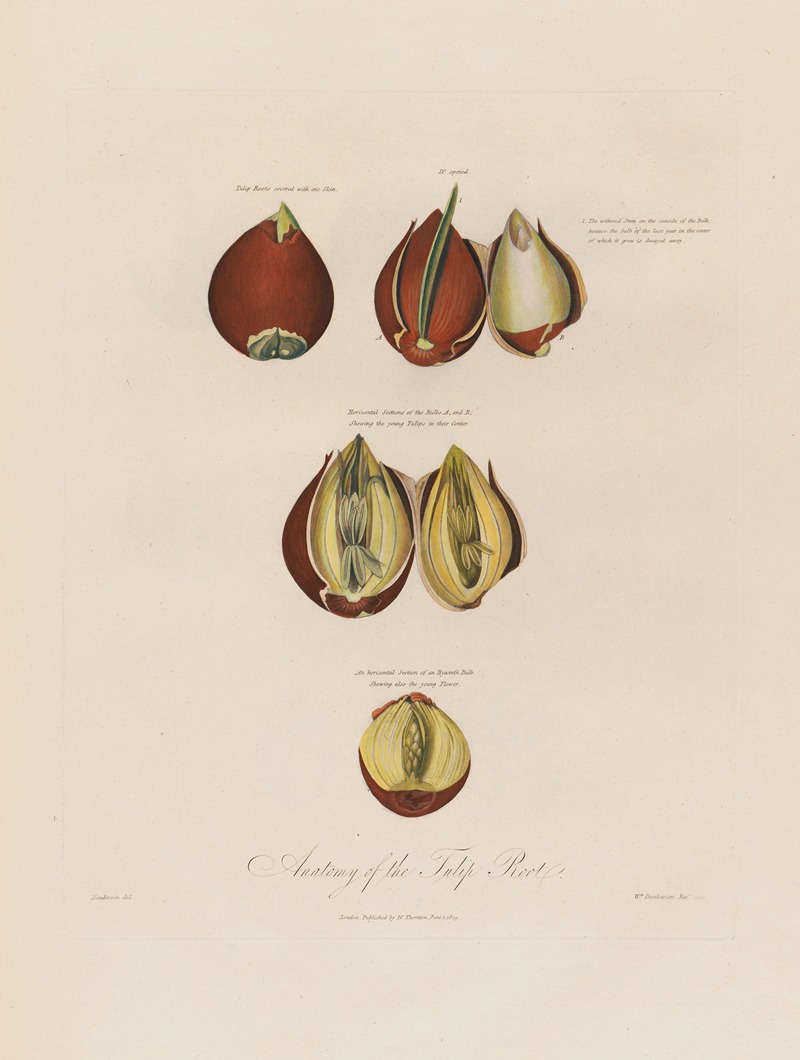 Robert John Thornton - Anatomy of the Tulip Root