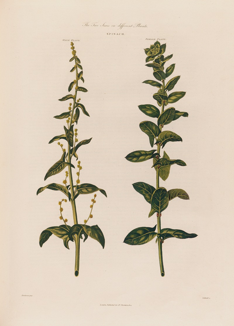 Robert John Thornton - The Two Sexes on different Plants. Spinach.