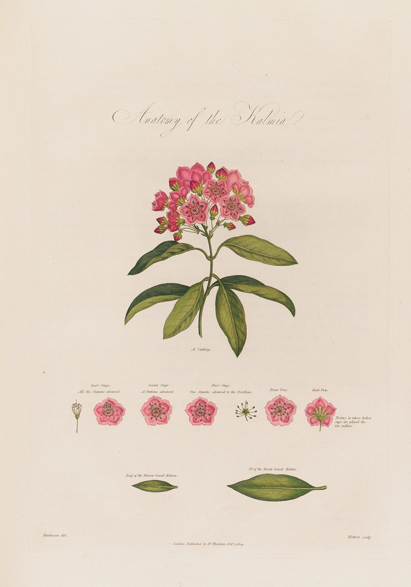 Robert John Thornton - Anatomy of the Kalmia