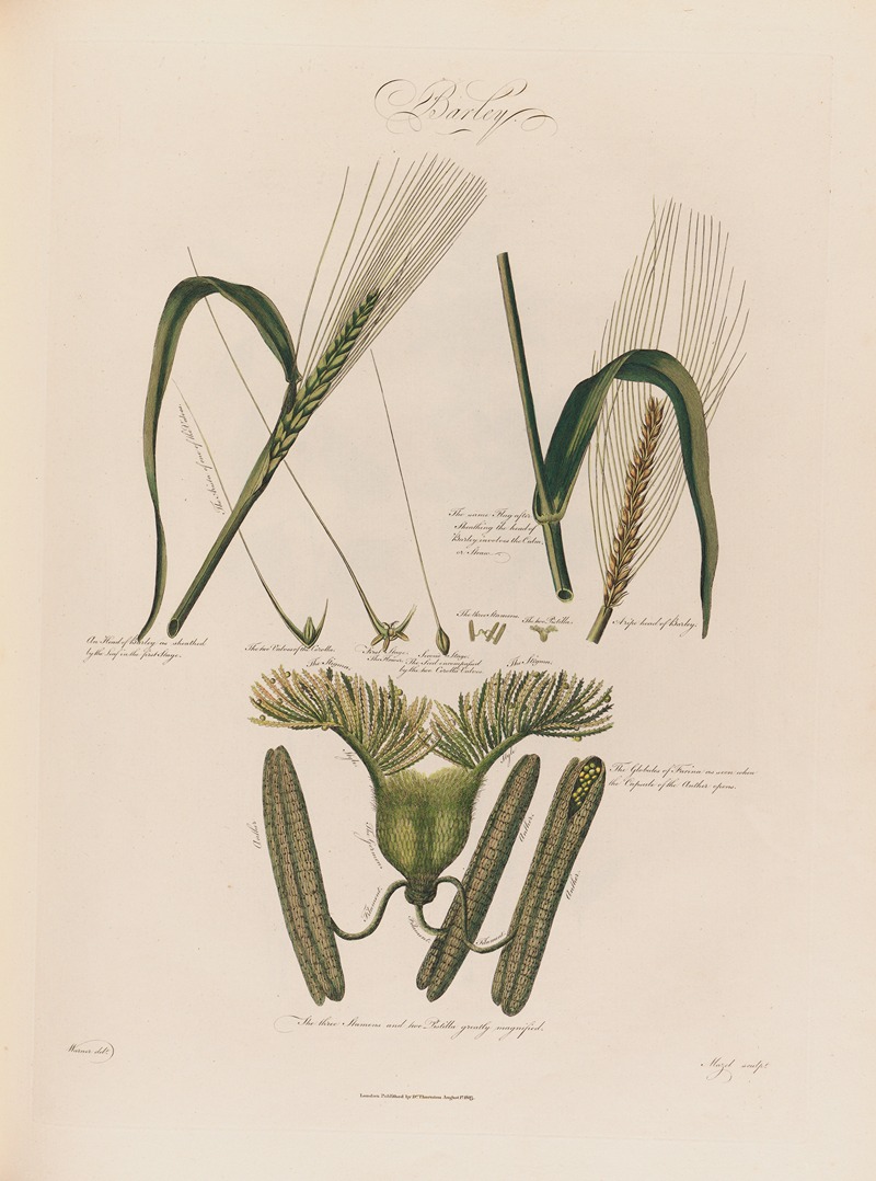 Robert John Thornton - Barley