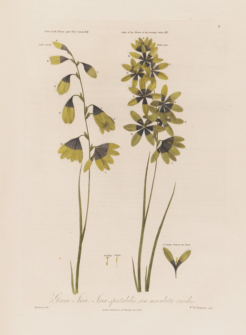 Robert John Thornton - Green Ixia; Ixia spectabilis; seu maculata viridis.