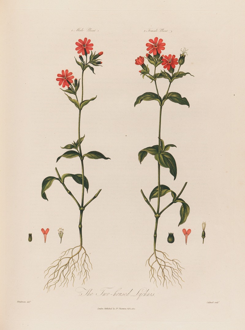 Robert John Thornton - The Two-housed Lychnis