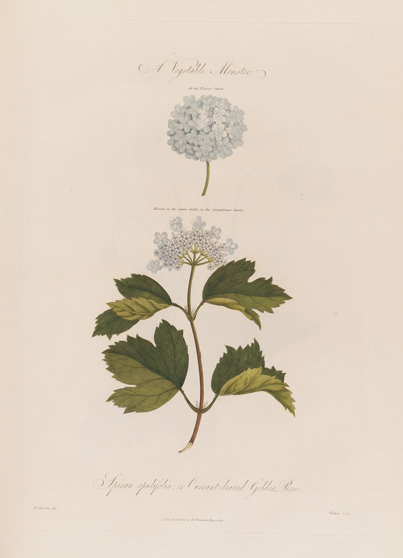 Robert John Thornton - A Vegetable Monster. Spiraea opulifolia ; or Currant-leaved Gelder Rose