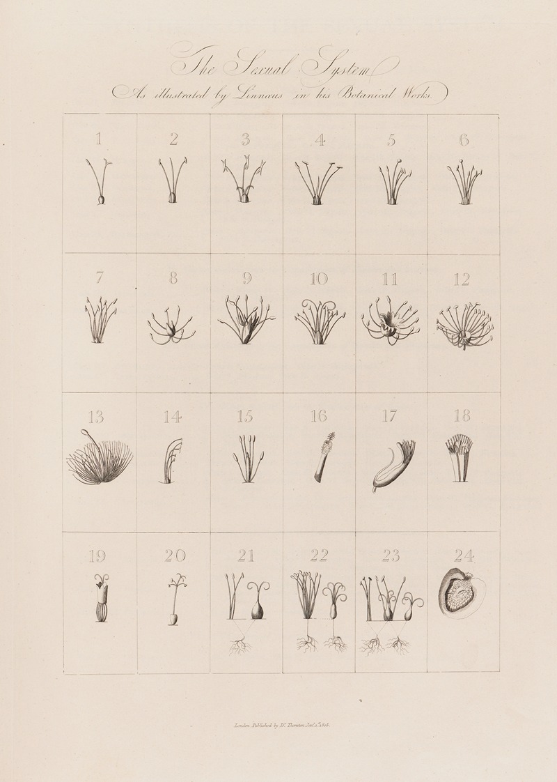 Robert John Thornton - The Sexual System As illustrated by Linnaeus in his Botanical Works