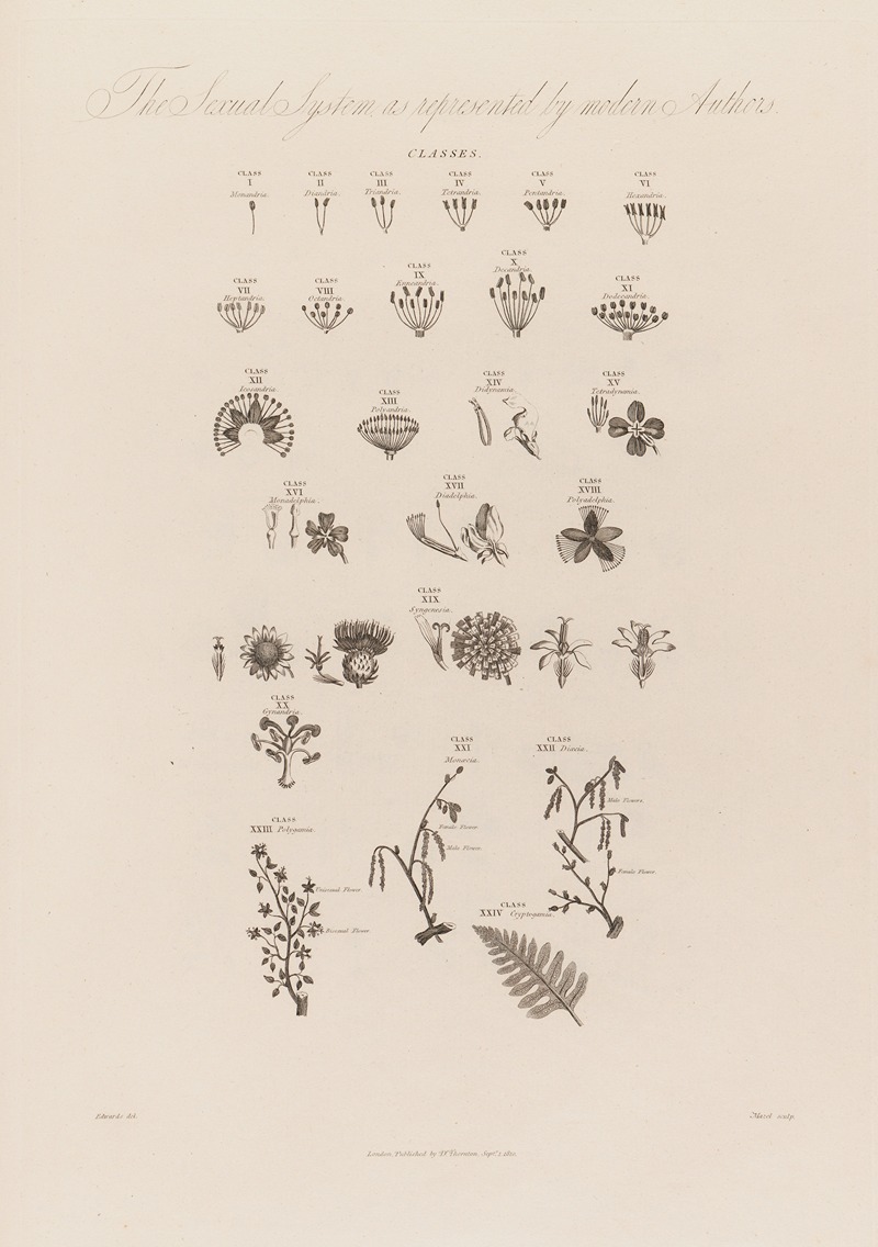 Robert John Thornton - The Sexual System as represented by modern Authors