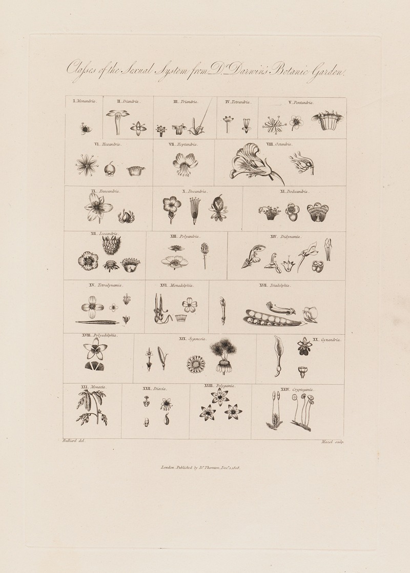 Robert John Thornton - Classes of the Sexual System from Dr. Darwin’s Botanic Garden