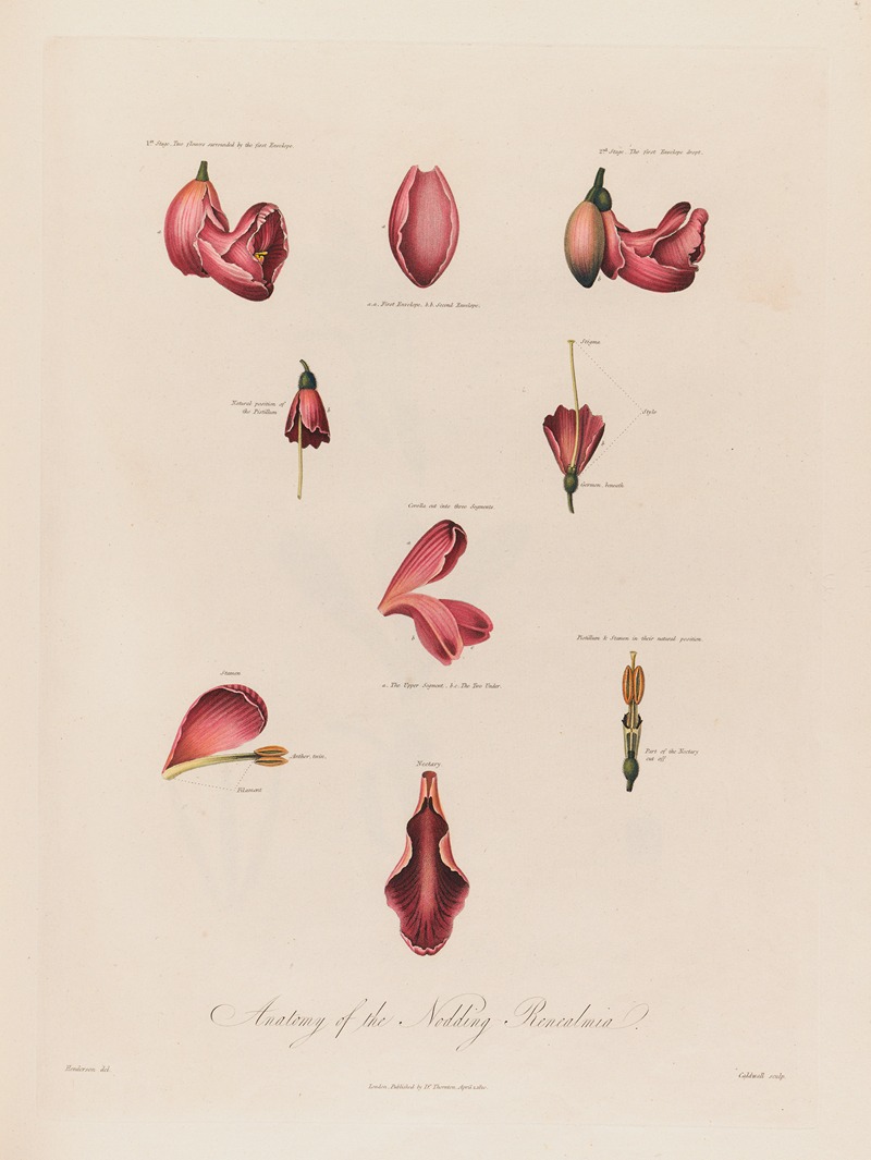 Robert John Thornton - Anatomy of the Nodding Renealmia