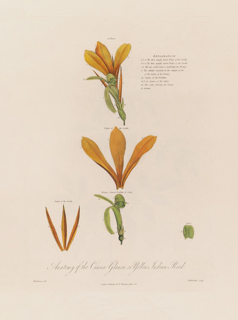 Robert John Thornton - Anatomy of the Canna Glauca, or Yellow Indian Reed