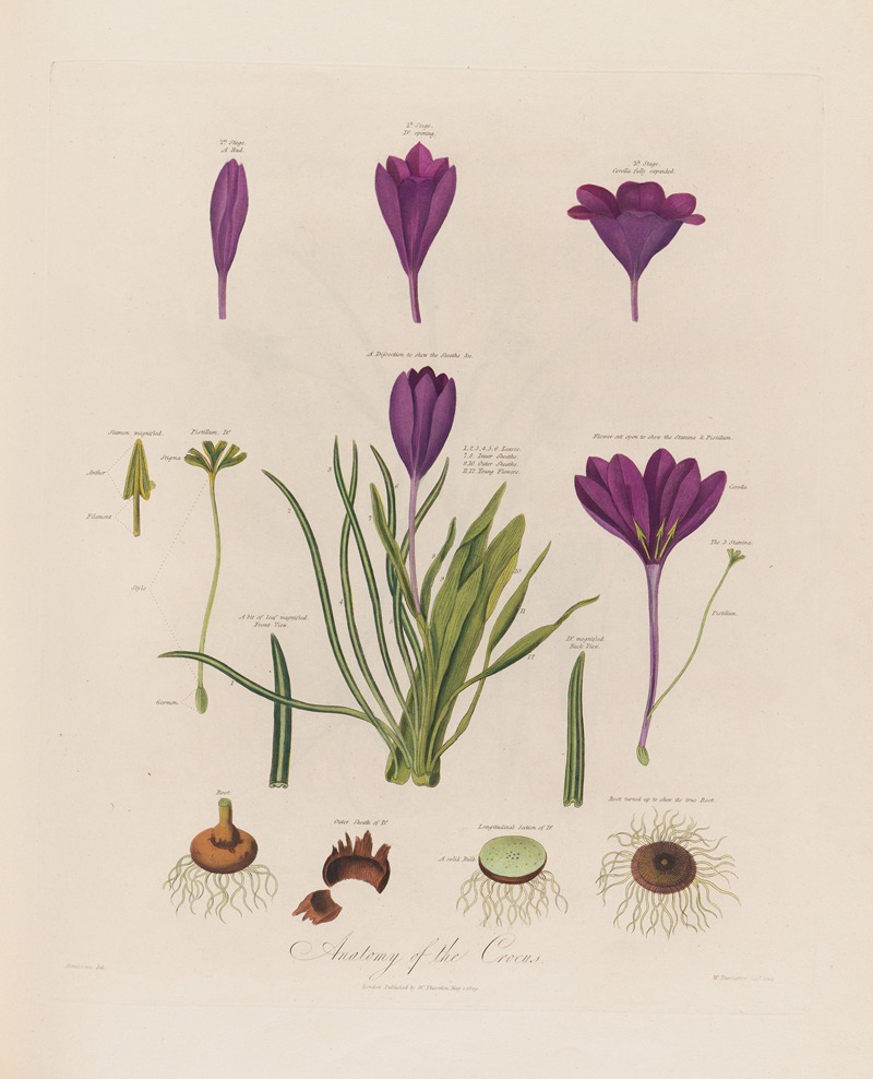 Robert John Thornton - Anatomy of the Crocus