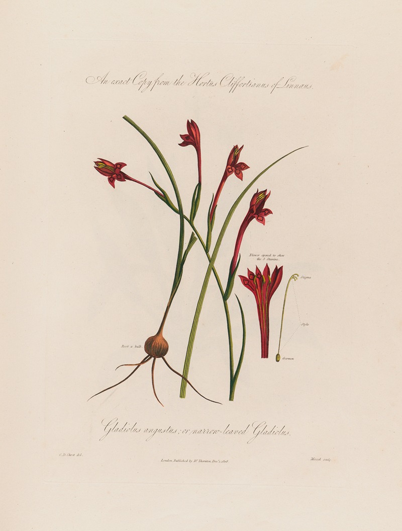 Robert John Thornton - Gladiolus angustus, or narrow-leaved Gladiolus