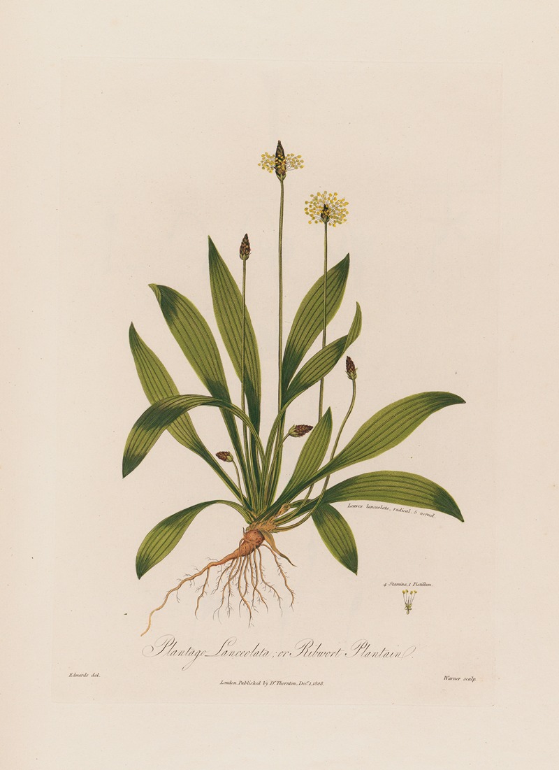 Robert John Thornton - Plantago Lanceolata ; or Ribwort Plantain