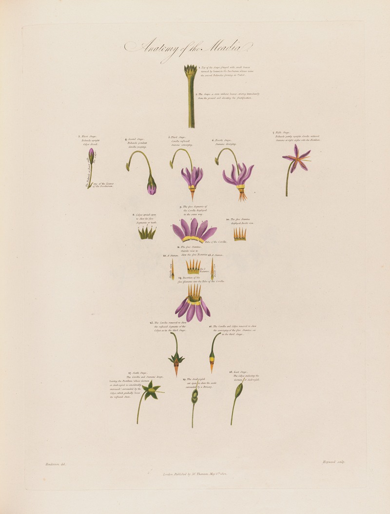 Robert John Thornton - Anatomy of the Meadia