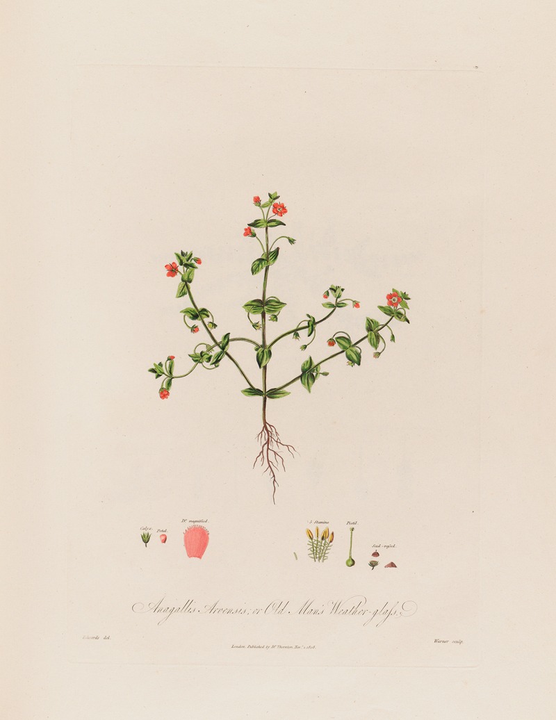 Robert John Thornton - Anagallis Arvensis ; or Old Man’s Weather-glass