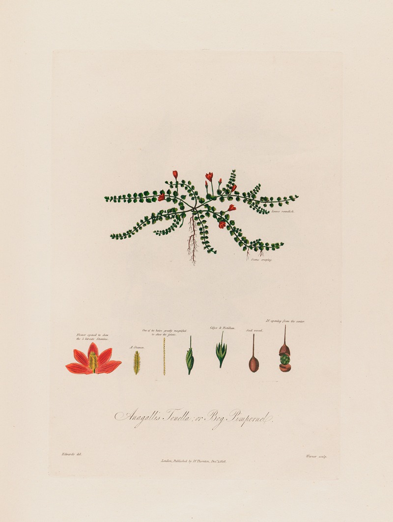 Robert John Thornton - Anagallis Tenella ; or Bog Pimpernel