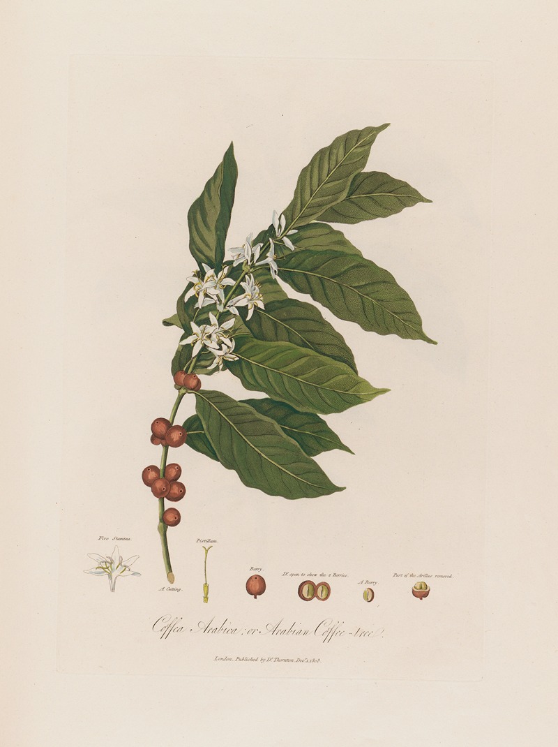 Robert John Thornton - Coffea Arabica; or Arabian Coffee-tree