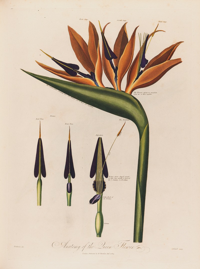 Robert John Thornton - Anatomy of the Queen Flower