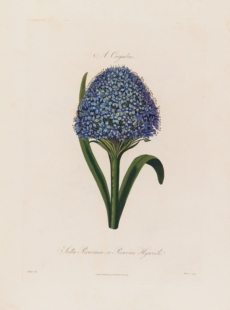 Robert John Thornton - Scilla Peruviana ; or Peruvian Hyacinth