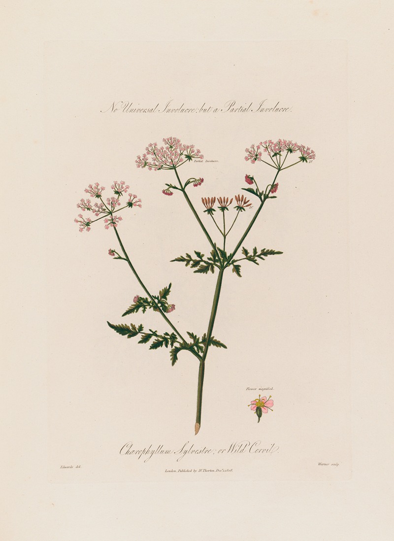 Robert John Thornton - Chaerophyllum Sylvestre ; or Wild Cervil