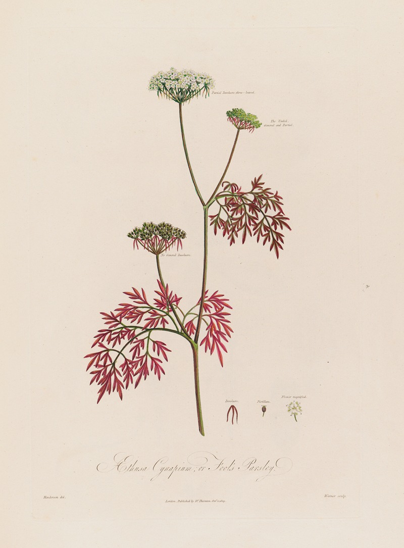 Robert John Thornton - Aethusa Cynapium ; or Fool’s Parsley.