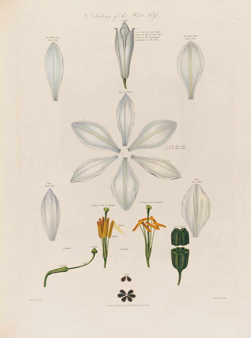 Robert John Thornton - Anatomy of the White Lily