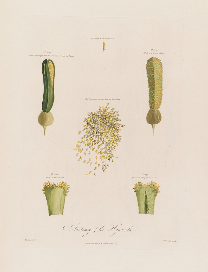 Robert John Thornton - Anatomy of the Hyacinth