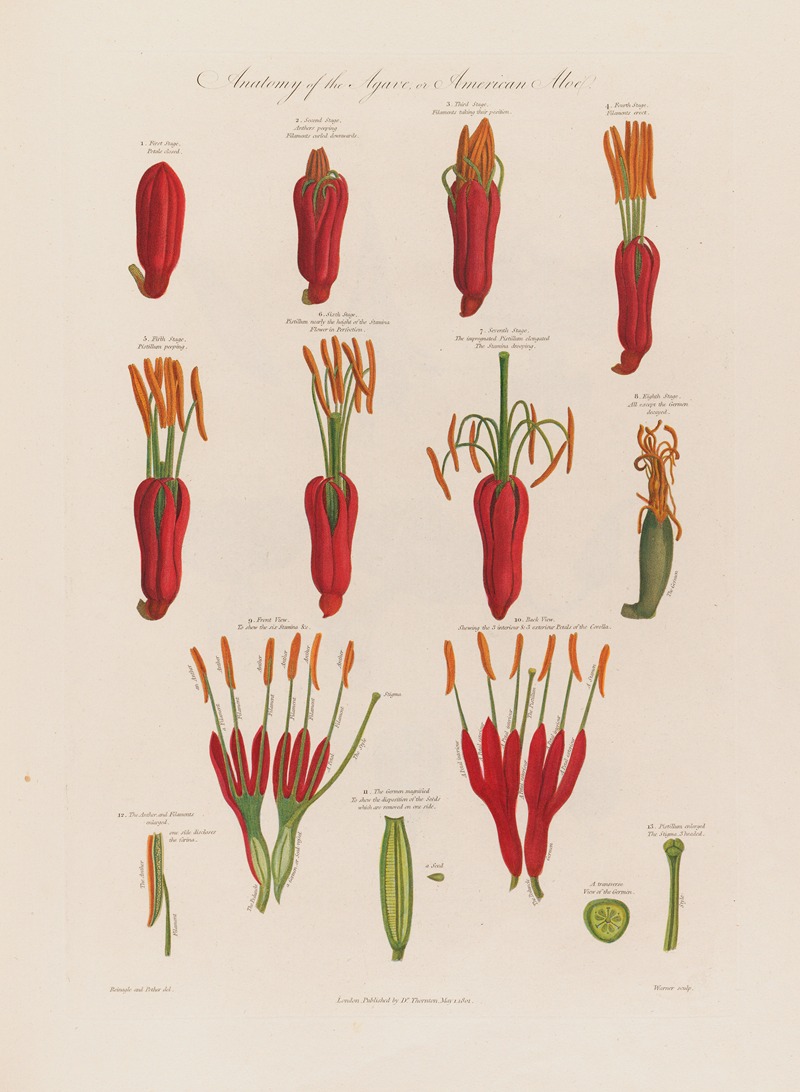 Robert John Thornton - Anatomy of the Agave, or the American Aloe