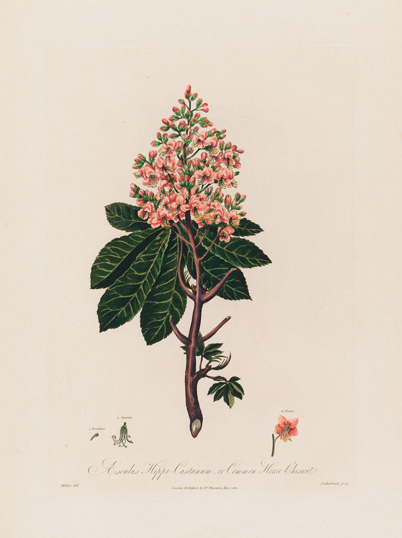 Robert John Thornton - Aesculus Hippo-Castanum, or Common Horse-Chestnut