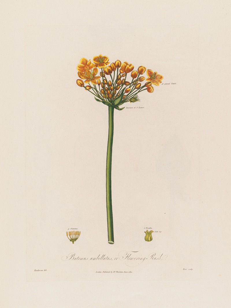 Robert John Thornton - Butomus umbellatus, or Flowering Rush