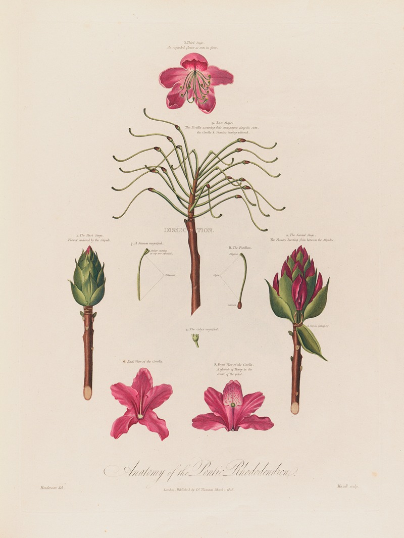 Robert John Thornton - Anatomy of the Pontic Rhododendron