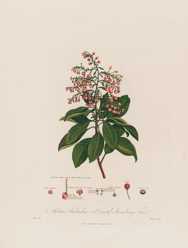 Robert John Thornton - Arbutus Andrachne ; or Oriental Strawberry Tree