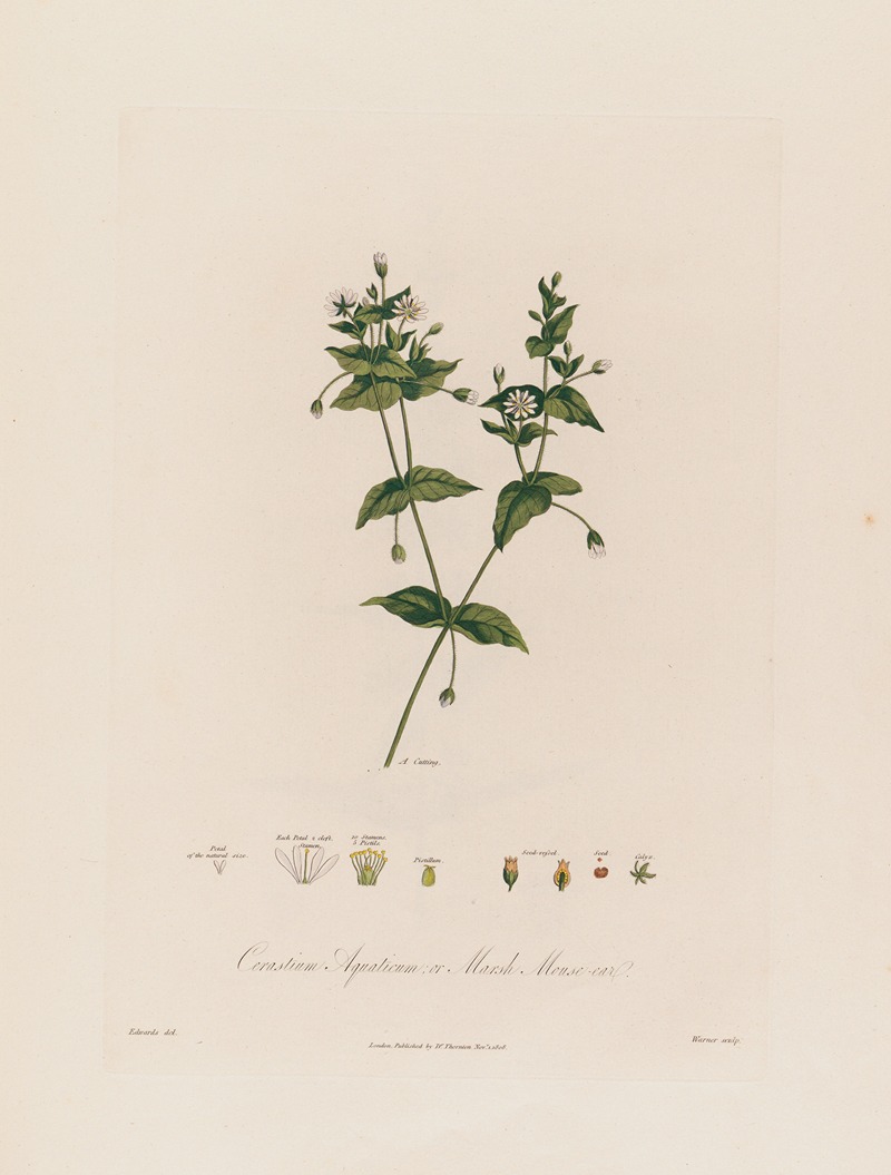 Robert John Thornton - Cerastium Aquaticum ; or Marsh Mouse-ear