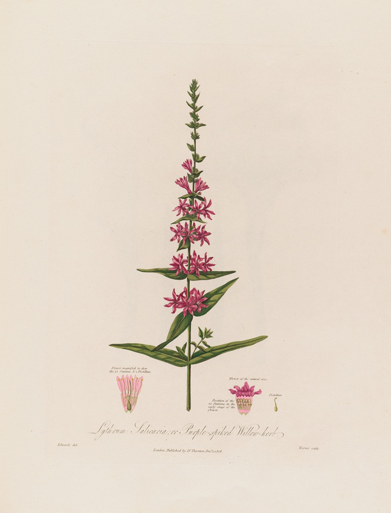 Robert John Thornton - Lythrum Salicaria ; or Purple-spiked Willow-herb