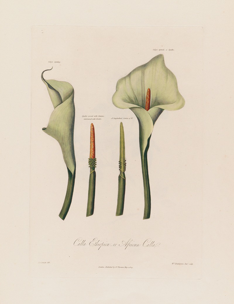 Robert John Thornton - Calla Ethiopica, or African Calla