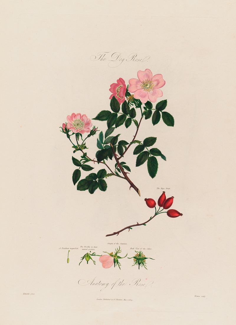 Robert John Thornton - The Dog Rose. Anatomy of the Rose