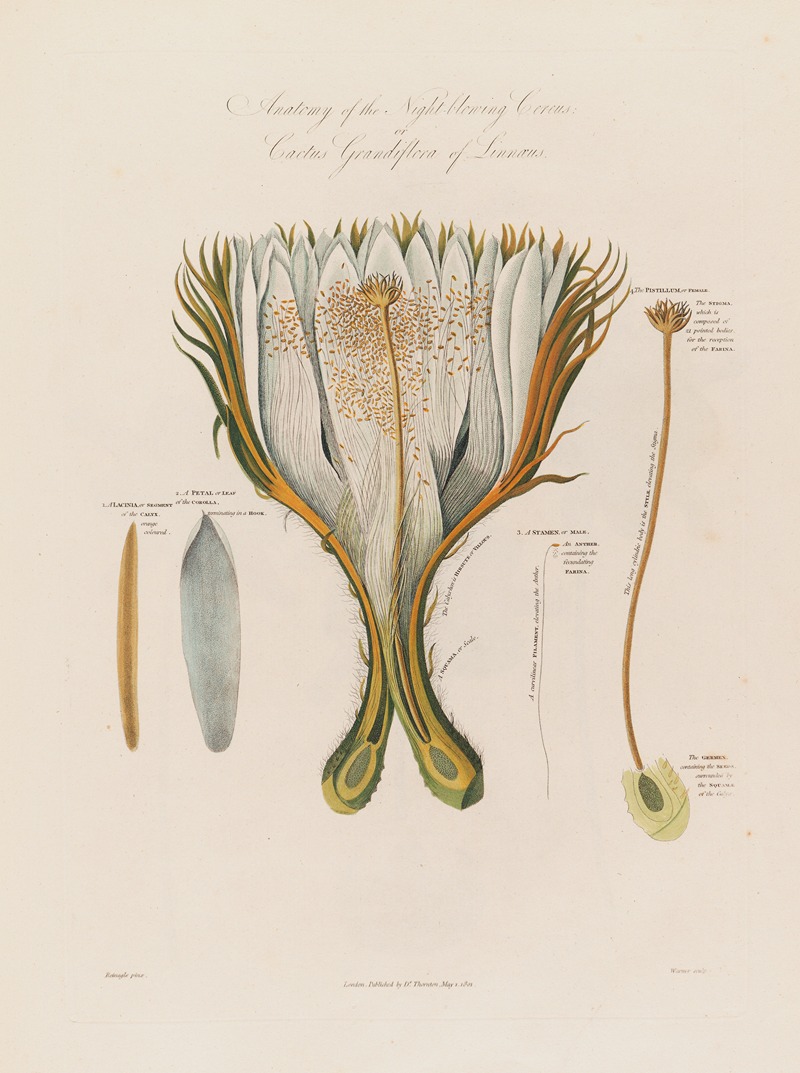 Robert John Thornton - Anatomy of the Night-blowing Cereus;  or Cactus Grandiflora of Linnaeus