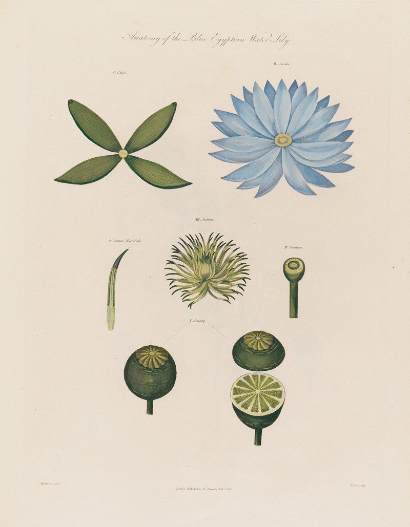 Robert John Thornton - Anatomy of the blue Egyptian Water-Lily