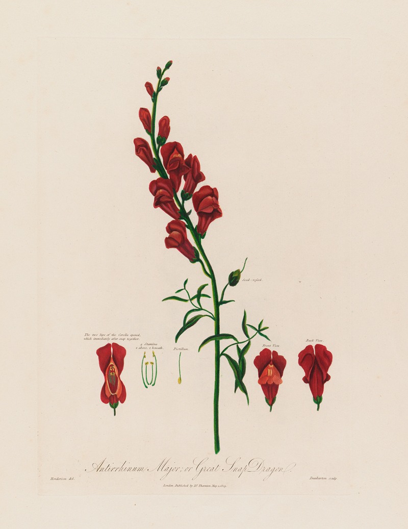 Robert John Thornton - Antirrhinum Major ; or Great Snap Dragon