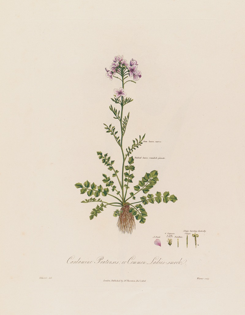 Robert John Thornton - Cardamine Pratensis ; or Common Ladies-smock