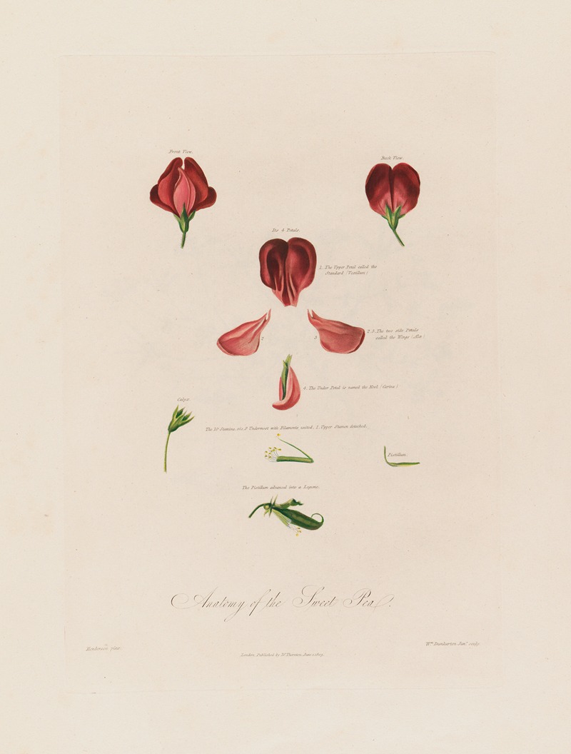 Robert John Thornton - Anatomy of the Sweet Pea