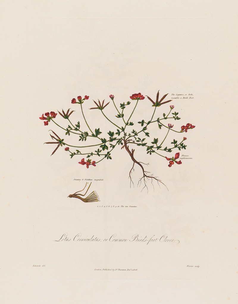 Robert John Thornton - Lotus Corniculatus ; or Common Bird’s-fot Clover