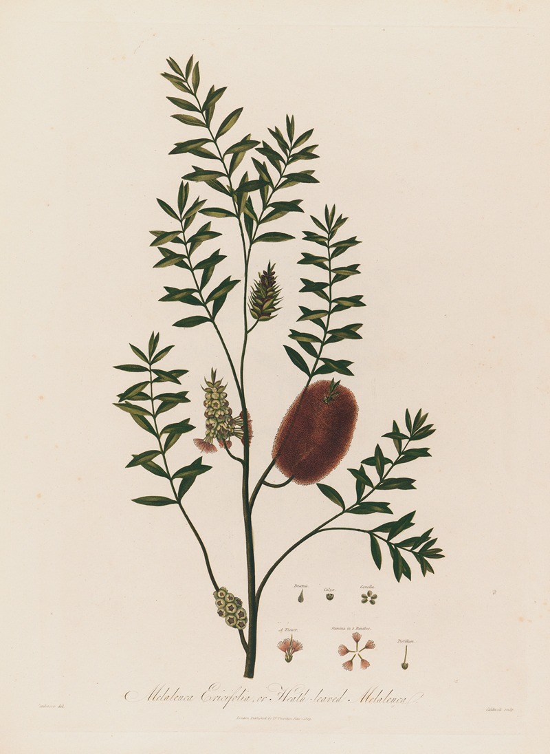 Robert John Thornton - Melaleuca Ericifolia, or Heath-leaved Melaleuca