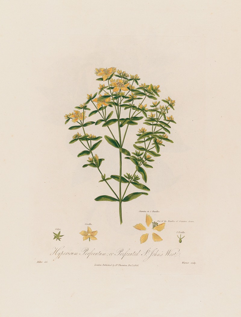 Robert John Thornton - Hypericum Perforatum ; or Perforated St. John’s Wort