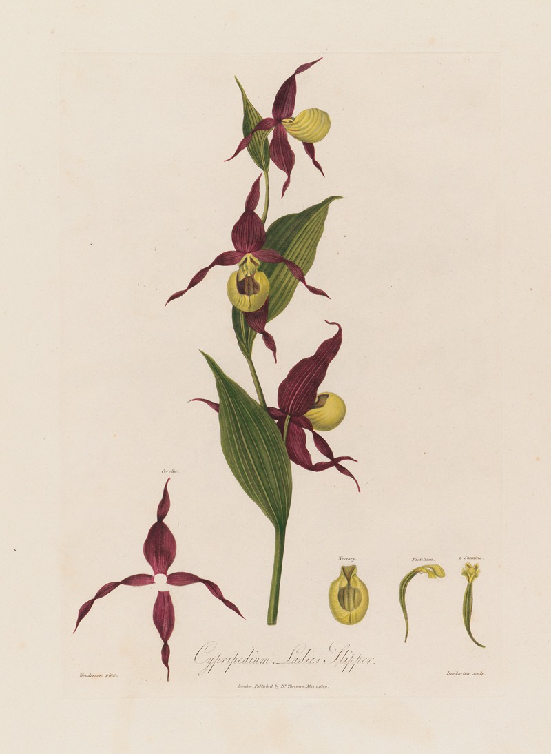 Robert John Thornton - Cypripedium, Ladies Slipper