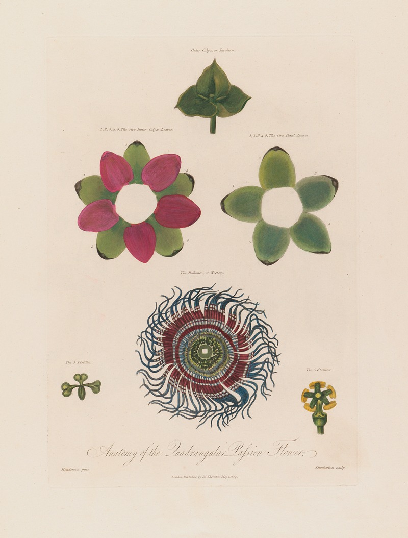 Robert John Thornton - Anatomy of the Quadrangular Passion Flower